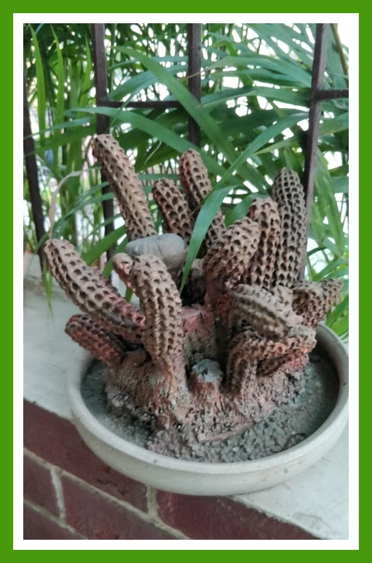 Adi Kusum — award-winning ceramic cactus by Kusum Gupta